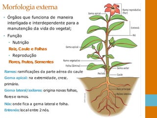 Morfologia externa
• Órgãos que funciona de maneira
interligada e interdependente para a
manutenção da vida do vegetal;
• Função
• Nutrição
R
aiz, Caule e Folhas
• Reprodução
Flores, Frutos, Sementes
Ramos: ramificações da parte aérea do caule
Gema apical: na extremidade, cresc.
primário.
Gema lateral/axilares: origina novas folhas,
florese ramos.
Nós: onde fica a gema lateral e folha.
Entrenós:local entre 2 nós.
 