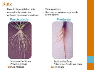 Raiz
• Fixação do vegetal ao solo;
• Absorção de nutrientes;
• Acúmulo de reservas nutritivas;
Fasciculada:
• T
rocas gasosas;
• Servir como apoio a vegetaisde
grande porte;
Pivotante
• Eudicotiledônea
• Entra maisfundo na terra
Ex:cenoura
• Monocotiledônea
• Previne erosão
Ex:Gramíneas
 
