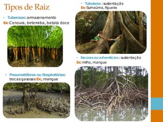 Tipos de Raiz
• Tuberosas:armazenamento
Ex: Cenoura, beterraba, batata doce
• Tabulares :sustentação
Ex:Sumaúma, figueira
• Escorasou adventícias:sustentação
Ex:milho, mangue
• Pneumatóforos ou Respiratórias:
trocas gasosas Ex:, mangue
 