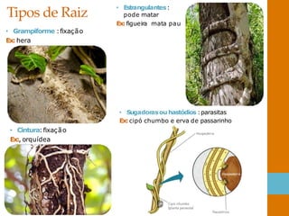 Tipos de Raiz
• Grampiforme :fixação
Ex: hera
• Estrangulantes:
pode matar
Ex:figueira mata pau
• Sugadorasou hastódios :parasitas
Ex:cipó chumbo e erva de passarinho
• Cintura:fixação
Ex:, orquídea
 