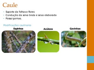Caule
• Suporte da folhase flores
• Condução da seiva bruta e seiva elaborada
• Possui gemas.
Modificações caulinares
Espinhos Acúleos Gavinhas
 