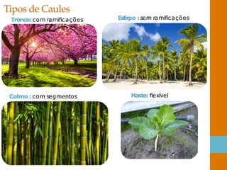 Tipos de Caules
Tronco: com ramificações Estirpe : sem ramificações
Colmo : com segmentos Haste: flexível
 