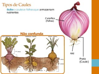 Tipos de Caules
Bulbo : caules e folhasque armazenam
nutrientes
raiz
Prato
(Caule)
Catafilos
(Folhas)
Não confunda
 