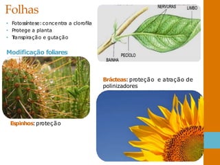 Folhas
• Fotossíntese:concentra a clorofila
• Protege a planta
• T
ranspiração e gutação
Modificação foliares
Espinhos:proteção
Brácteas:proteção e atração de
polinizadores
 
