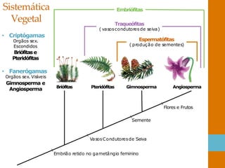 Sistemática
Vegetal
Briófitas Pteridófitas Gimnosperma Angiosperma
VasosCondutoresde Seiva
Embrião retido no gametângio feminino
Flores e Frutos
Semente
Embriófitas
Traqueófitas
( vasoscondutoresde seiva)
Espermatófitas
( produção de sementes)
• Criptógamas
Orgãos sex.
Escondidos
Briófitas e
Pteridófitas
• Fanerógamas
Orgãos sex. Visíveis
Gimnosperma e
Angiosperma
 