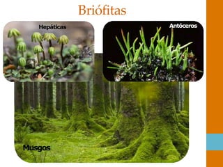 Briófitas
Antóceros
Musgos
Hepáticas
 