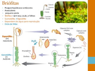 Briófitas
• Musgoshepáticase antóceros
• Avasculares
• pequeno porte
• T
alófitas–sem raiz, caule, e folhas
• Gametófito >Esporófito
• Dependem da água para reprodução
• Ciclo de Vida:
H2O
Esporófito
(2n)
Gametófito
(n)
Autótrofa
Heterótrofa
 