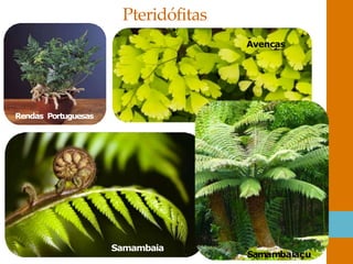 Pteridófitas
Samambaia
Samambaiaçu
Avencas
Rendas Portuguesas
 