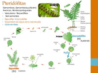 Pteridófitas
,
•Samambaia, Samambaiaçu(Xaxim)
Avencas, Rendasportuguesas
• Vasculares–T
raqueófitas
• Sem sementes
• Esporófito >Gametófito
• Dependem da água para reprodução
• Ciclo de Vida:
H2O
Gametófito
Prótalo
Esporófito
(2n) Autótrofa
(n)
Autótrofa
SOR
OS
 