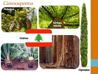 Gimnosperma
Pinheiros
Ginkgo
biloba
Cycas
Ciprestes
Sequoias
Cedros
 