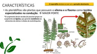 CARACTERÍSTICAS
• As pteridófitas são plantas que possuem o xilema e o floema como tecidos
especializados na condução.  MAIOR PORTE
*O surgimento desses tecidos foi possível graças ao
surgimento da lignina, que garante resistência aos
elementos do xilema e células do esclerênquima.
O esporófito destaca-se por ser a geração dominante.
 