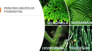 PRINCIPAIS GRUPOS DE
PTERIDÓFITAS
 