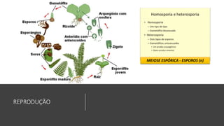 REPRODUÇÃO
MEIOSE ESPÓRICA - ESPOROS (n)
 