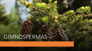 GIMNOSPERMAS
 