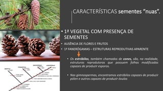 CARACTERÍSTICAS sementes “nuas”.
• 1ª VEGETAL COM PRESENÇA DE
SEMENTES
• AUSÊNCIA DE FLORES E FRUTOS
• 1ª FANERÓGAMAS – ESTRUTURAS REPRODUTIVAS APARENTE
• Os estróbilos, também chamados de cones, são, na realidade,
estruturas reprodutoras que possuem folhas modificadas
capazes de produzir esporos.
• Nas gimnospermas, encontramos estróbilos capazes de produzir
pólen e outros capazes de produzir óvulos
 