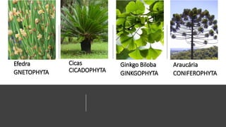 Cicas
CICADOPHYTA
Efedra
GNETOPHYTA
Ginkgo Biloba
GINKGOPHYTA
Araucária
CONIFEROPHYTA
 