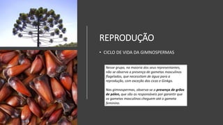 REPRODUÇÃO
• CICLO DE VIDA DA GIMNOSPERMAS
Nesse grupo, na maioria dos seus representantes,
não se observa a presença de gametas masculinos
flagelados, que necessitam de água para a
reprodução, com exceção das cicas e Ginkgo.
Nas gimnospermas, observa-se a presença de grãos
de pólen, que são os responsáveis por garantir que
os gametas masculinos cheguem até o gameta
feminino.
 