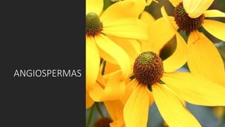 ANGIOSPERMAS
 
