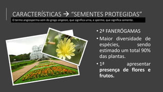 CARACTERÍSTICAS  “SEMENTES PROTEGIDAS”
• 2ª FANERÓGAMAS
• Maior diversidade de
espécies, sendo
estimado um total 90%
das plantas.
• 1ª apresentar
presença de flores e
frutos.
O termo angiosperma vem do grego angeion, que significa urna, e sperma, que significa semente.
 