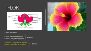 FLOR
4 verticilos florais
Cálice- conjunto de sépalas
Corola – conjunto de pétalas
Androceu – conjunto de estames
Gineceu- conjunto de carpelos
Estéreis
Férteis
 