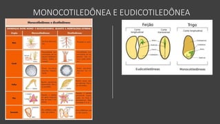 MONOCOTILEDÔNEA E EUDICOTILEDÔNEA
 
