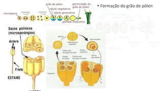 • Formação do grão de pólen
 