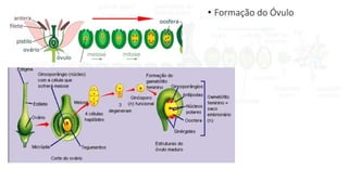 • Formação do Óvulo
 