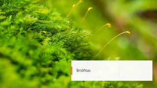 Briófitas
 
