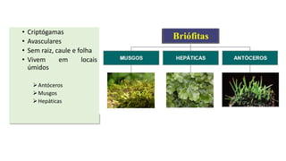 • Criptógamas
• Avasculares
• Sem raiz, caule e folha
• Vivem em locais
úmidos
Antóceros
Musgos
Hepáticas
 