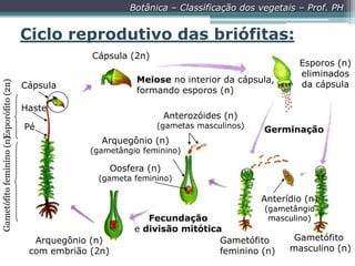 Botânica – Classificação dos vegetais – Prof. PH

Ciclo reprodutivo das briófitas:
Gametófito feminino (n) sporófito (2n)
E

Cápsula (2n)
Meiose no interior da cápsula,
formando esporos (n)

Cápsula
Haste

Esporos (n)
eliminados
da cápsula

Anterozóides (n)

(gametas masculinos)

Pé

Germinação

Arquegônio (n)

(gametângio feminino)

Oosfera (n)

(gameta feminino)

Anterídio (n)
(gametângio
masculino)

Arquegônio (n)
com embrião (2n)

Fecundação
e divisão mitótica
Gametófito
feminino (n)

Gametófito
masculino (n)

 