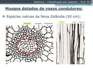 Botânica – Classificação dos vegetais – Prof. PH

Musgos dotados de vasos condutores:
 Espécies nativas da Nova Zelândia (50 cm);

 