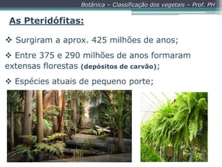 Botânica – Classificação dos vegetais – Prof. PH

As Pteridófitas:
 Surgiram a aprox. 425 milhões de anos;
 Entre 375 e 290 milhões de anos formaram
extensas florestas (depósitos de carvão);
 Espécies atuais de pequeno porte;

 