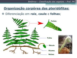 Botânica – Classificação dos vegetais – Prof. PH

Organização corpórea das pteridófitas:
 Diferenciação em raiz, caule e folhas;

 