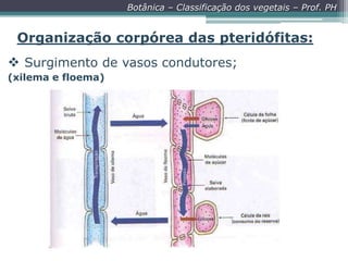 Botânica – Classificação dos vegetais – Prof. PH

Organização corpórea das pteridófitas:
 Surgimento de vasos condutores;
(xilema e floema)

 
