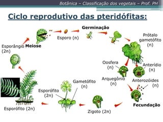Botânica – Classificação dos vegetais – Prof. PH

Ciclo reprodutivo das pteridófitas:
Germinação
Prótalo
gametófito
(n)

Esporo (n)
Esporângio Meiose
(2n)
Oosfera
(n)

Esporófito
(2n)
Esporófito (2n)

Gametófito
(n)

Arquegônio
(n)

Anterídio
(n)
Anterozóides
(n)

Fecundação
Zigoto (2n)

 