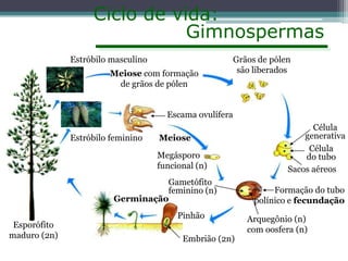Ciclo de vida:
Gimnospermas
Estróbilo masculino
Meiose com formação
de grãos de pólen

Grãos de pólen
são liberados

Escama ovulífera
Estróbilo feminino

Meiose
Megásporo
funcional (n)

Gametófito
feminino (n)
Germinação
Esporófito
maduro (2n)

Pinhão
Embrião (2n)

Célula
generativa
Célula
do tubo
Sacos aéreos
Formação do tubo
polínico e fecundação
Arquegônio (n)
com oosfera (n)

 