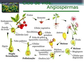 Ciclo de vida:
Angiospermas
Frutos
Semente
Endosperma
(3n)
Parede
do óvulo

Zigoto

Célula vegetativa
Envoltórios
Célula
Embrião (2n)
geradora
Grão de pólen
(gametófito masculino)
Tubo polínico
Células
espermáticas

Dupla
fecundação

Saco embrionário
(gametófito
feminino)
Polinização

Oosfera (n)

Antera
Óvulo
Meiose

Núcleos
polares (n)

Meiose
Megásporo
Células que
degeneram

 