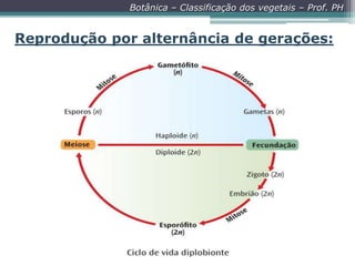 Botânica – Classificação dos vegetais – Prof. PH

Reprodução por alternância de gerações:

 