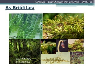 Botânica – Classificação dos vegetais – Prof. PH

As Briófitas:

 