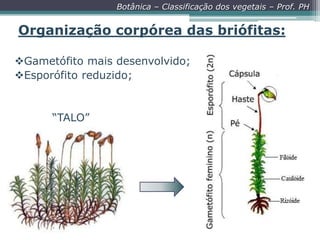 Botânica – Classificação dos vegetais – Prof. PH

Organização corpórea das briófitas:
Gametófito mais desenvolvido;
Esporófito reduzido;

“TALO”

 