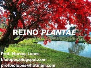 REINO PLANTAE

Prof. Marcos Lopes
biolopes.blogspot.com
profbiolopes@hotmail.com
 