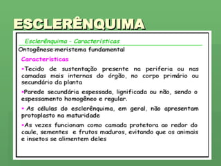ESCLERÊNQUIMA 