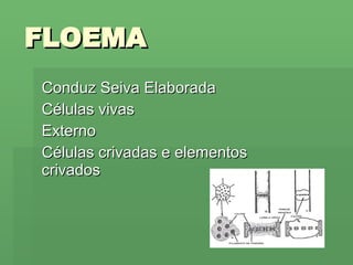 FLOEMA Conduz Seiva Elaborada Células vivas Externo Células crivadas e elementos crivados 