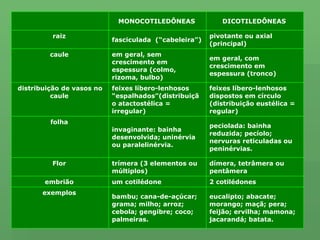 eucalipto; abacate; morango; maçã; pera; feijão; ervilha; mamona; jacarandá; batata. bambu; cana-de-açúcar; grama; milho; arroz; cebola; gengibre; coco; palmeiras. exemplos   2 cotilédones um cotilédone embrião   dímera, tetrâmera ou pentâmera trímera (3 elementos ou múltiplos) Flor   peciolada: bainha reduzida; pecíolo;   nervuras reticuladas ou peninérvias. invaginante: bainha desenvolvida; uninérvia ou paralelinérvia. folha   feixes líbero-lenhosos dispostos em círculo  (distribuição eustélica = regular) feixes líbero-lenhosos “espalhados”(distribuição atactostélica = irregular) distribuição de vasos no caule   em geral, com crescimento em espessura (tronco) em geral, sem crescimento em espessura (colmo, rizoma, bulbo) caule   pivotante ou axial (principal) fasciculada  (“cabeleira”) raiz   DICOTILEDÔNEAS   MONOCOTILEDÔNEAS   