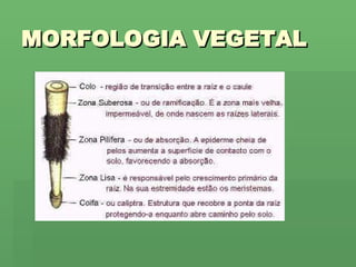 MORFOLOGIA VEGETAL 