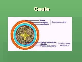 Caule 