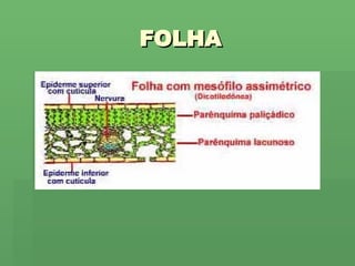 FOLHA 