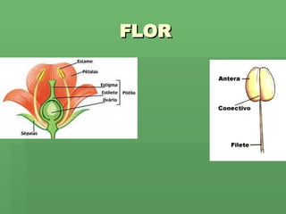 FLOR 