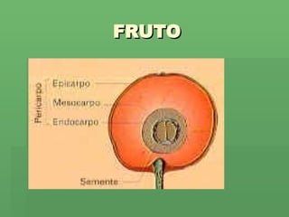 FRUTO 