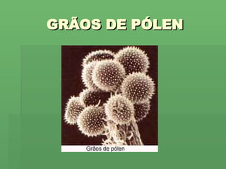 GRÃOS DE PÓLEN 